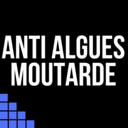 Algues Moutarde